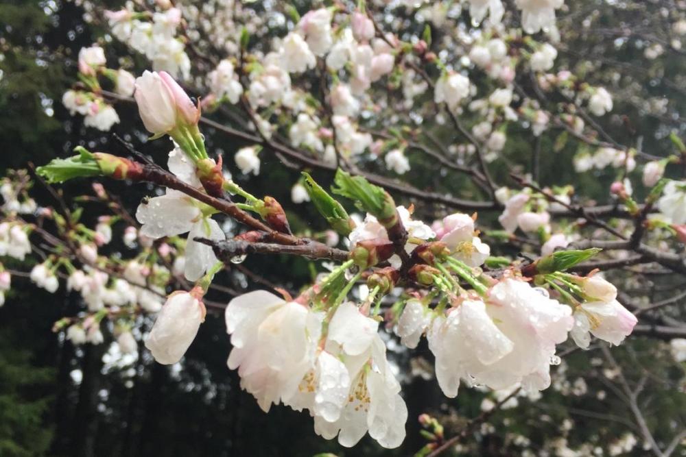 露に濡れたサクラもなかなか味がある
