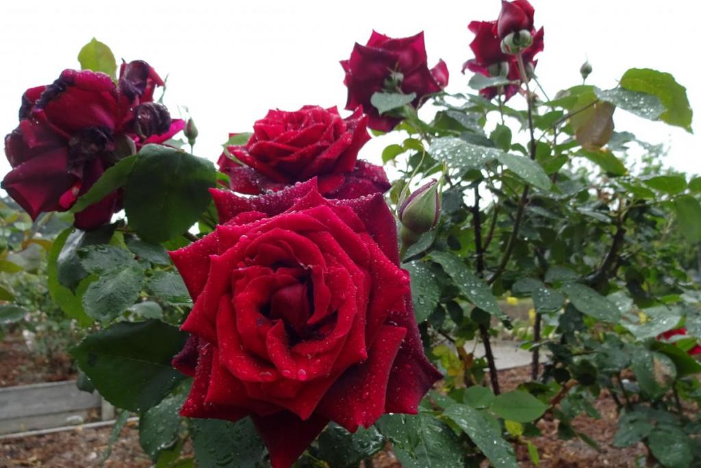 深紅のバラは妖艶です。