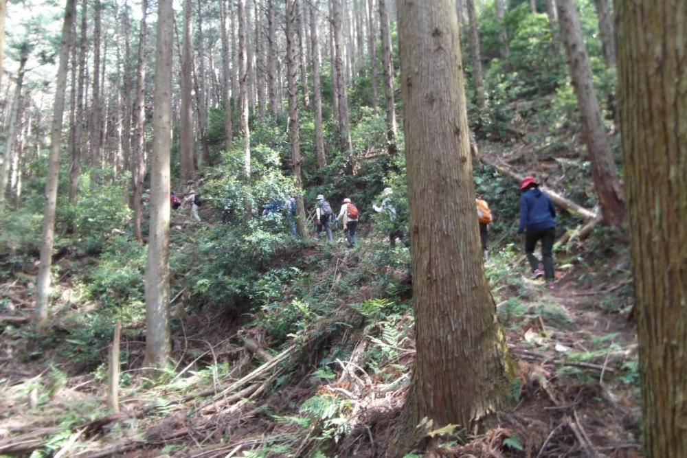 植林された人工林