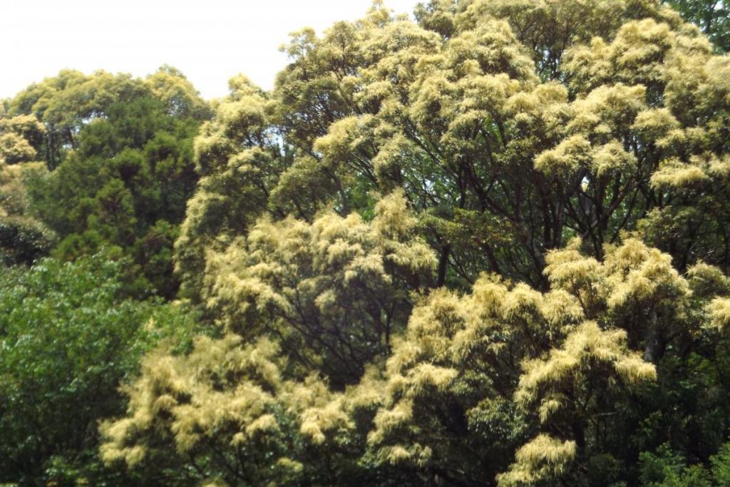 シイの木の花満開