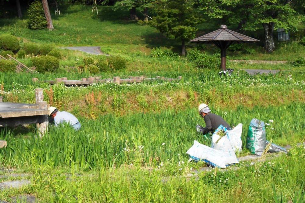 今はひたすら草取りです。