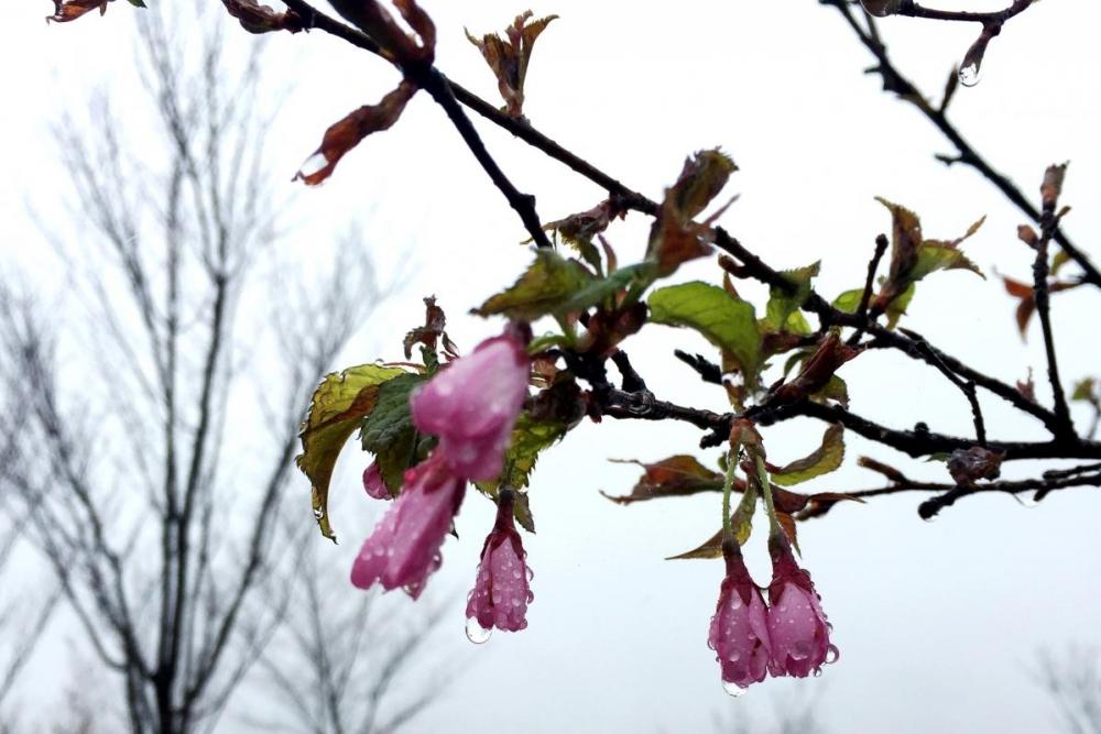 咲ける日を待ちわびる今年の花