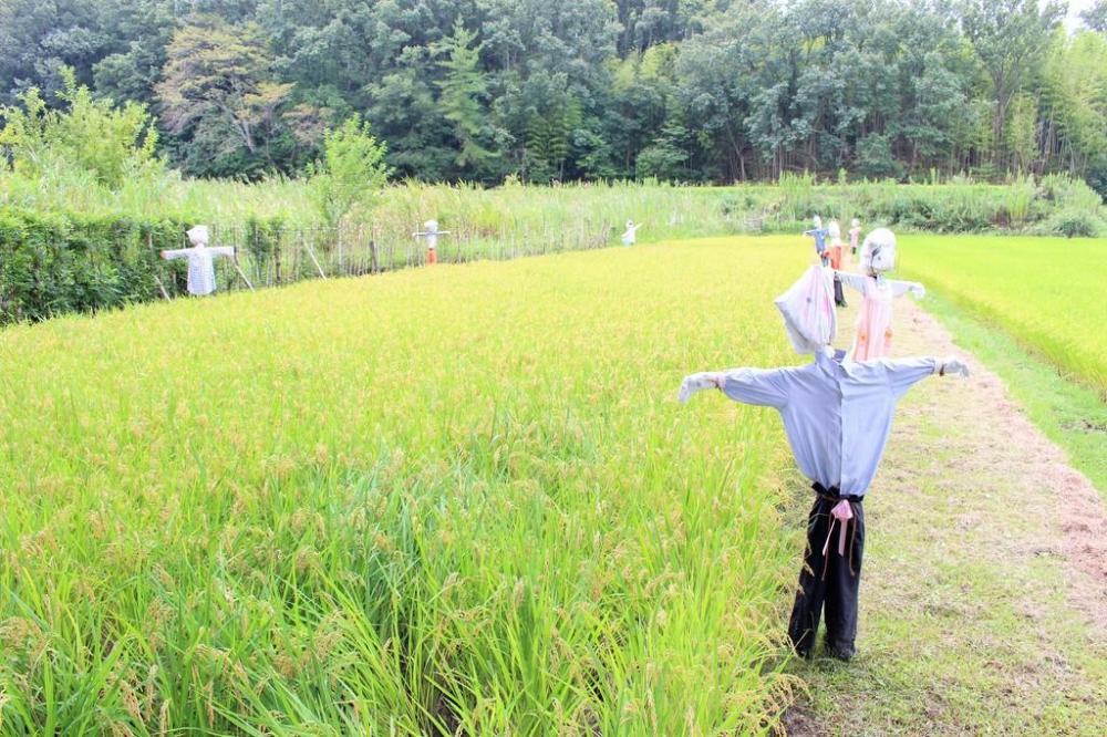 かかしが見守る田んぼで「昔ながらの稲作体験」