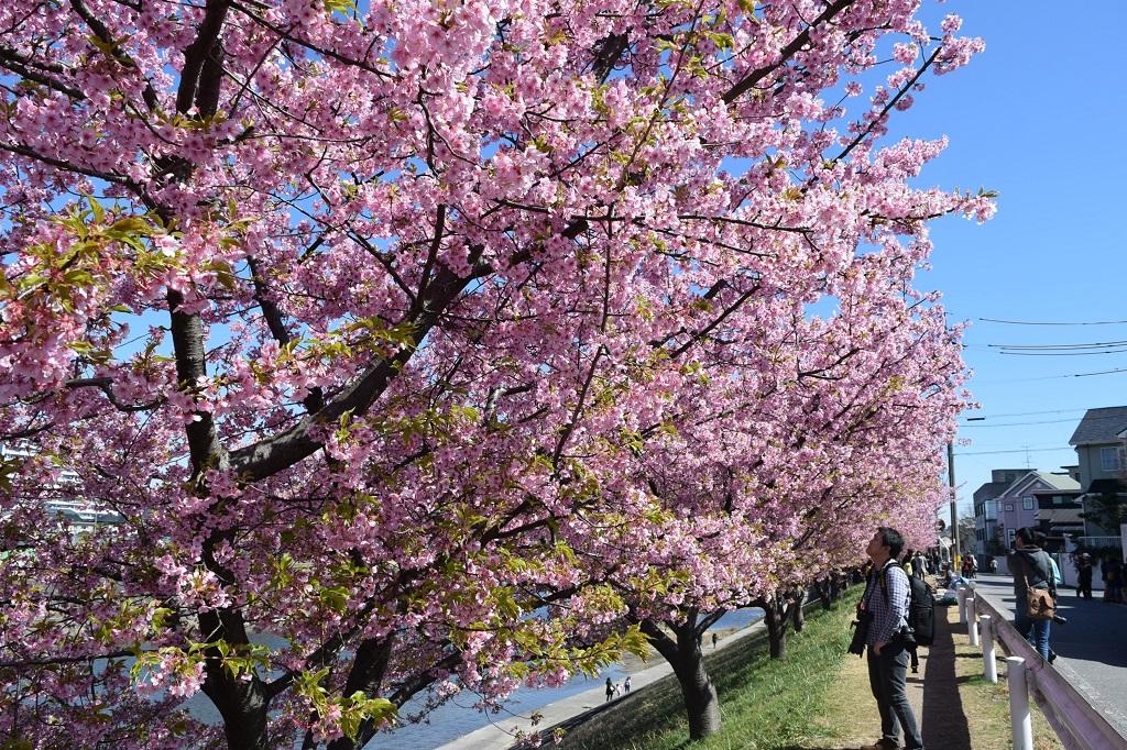 葵桜