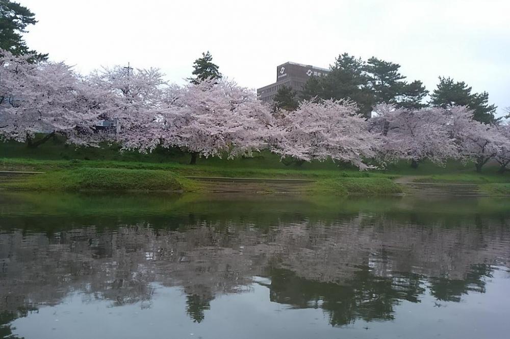 乗船イメージ／水面に映る桜も間近で見られます