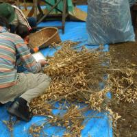 「昔の道具で大豆の脱穀／森の畑倶楽部大豆でｅ-ｃｏ」