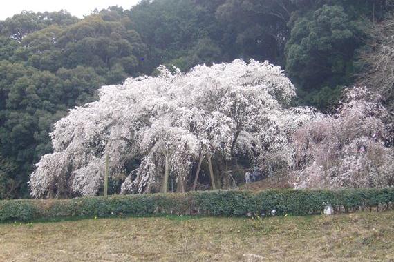 奥山田しだれ桜（天皇お手植え・持統桜）
