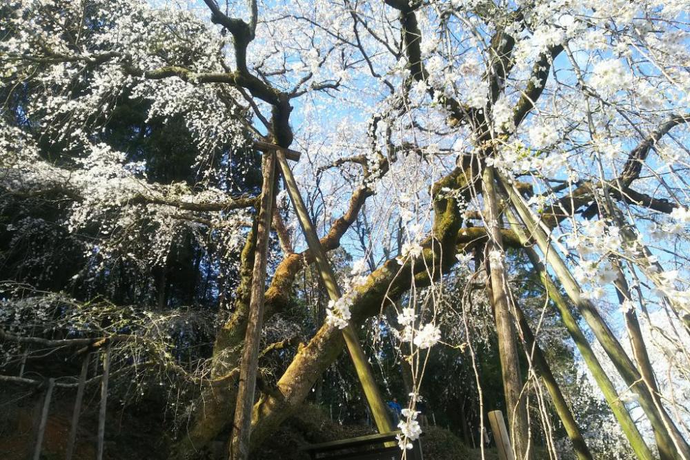 奥山田しだれ桜（持統桜）の下にて