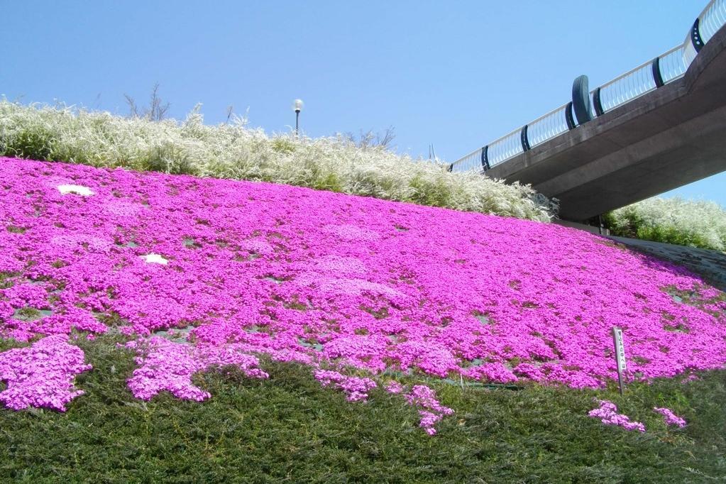 中央総合公園芝桜 ※花の開花は天候によります。