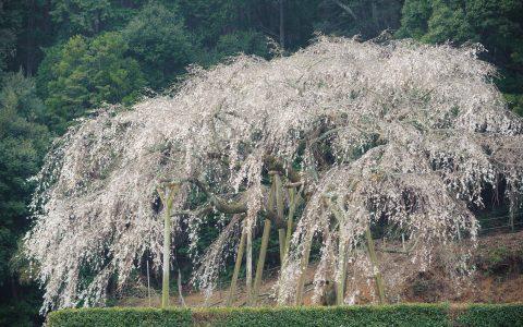 中止 天然記念物 奥山田しだれ桜 鑑賞ツアー モデルコース 岡崎おでかけナビ 岡崎市観光協会公式サイト