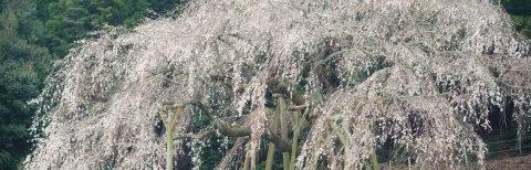 【中止】天然記念物「奥山田しだれ桜」鑑賞ツアー