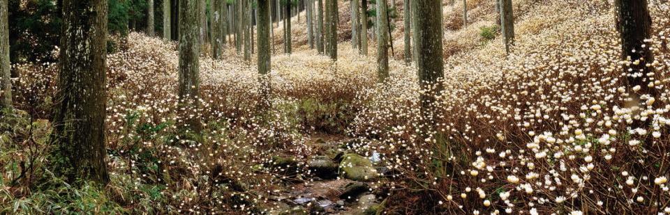 自然を満喫！ミツマタ群生地＆奥山田しだれ桜鑑賞ツアー