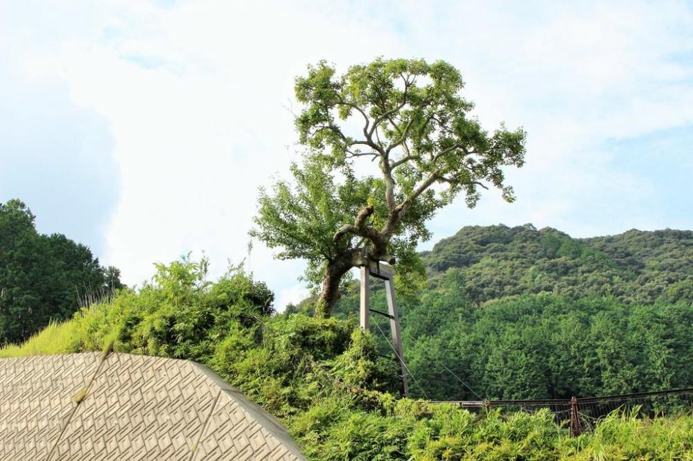 トヨトミ梨の全景（すぐ横を新東名が走っています）