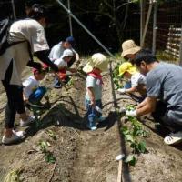 2026年「さつま芋苗差し」
