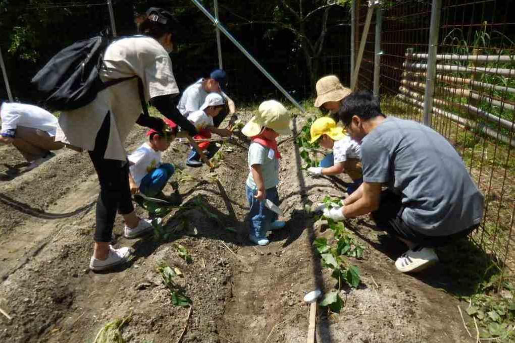 「さつま芋畑の手入れ、ザリガニ釣り／さつま芋づくり体験」