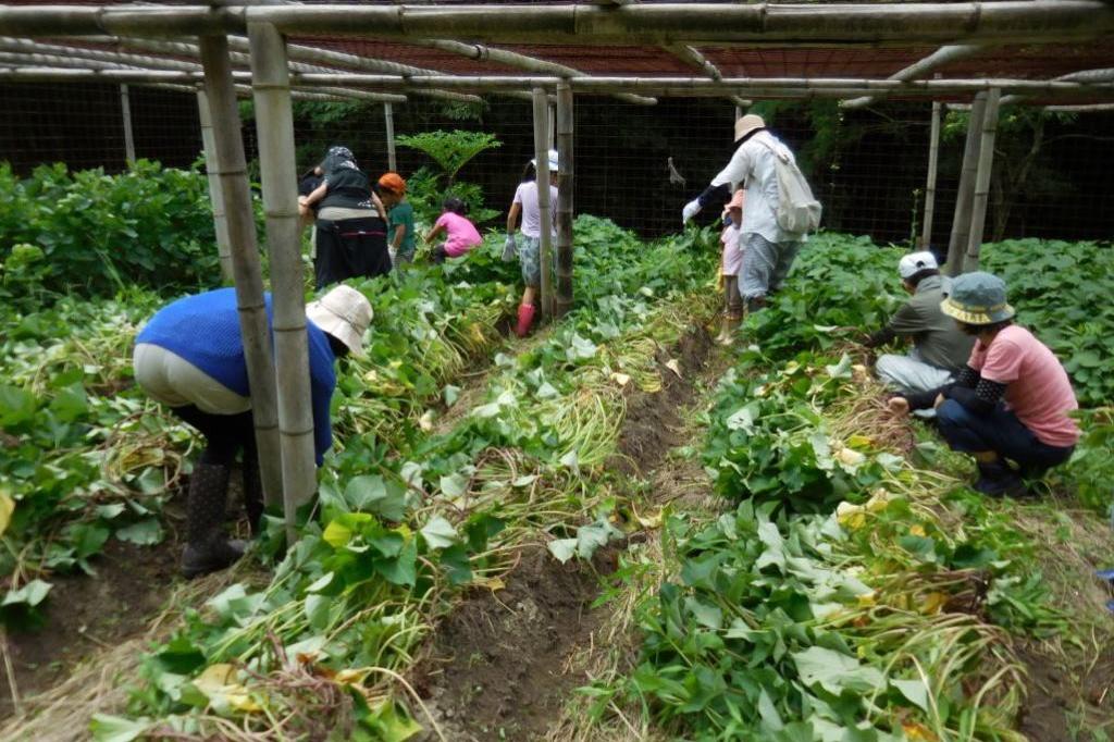 畑の手入れと川遊び（7月）