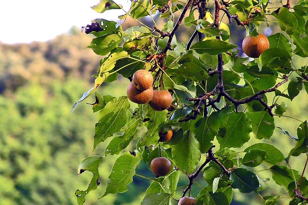 梨の実（秋）は小さくて可愛いけど、味は渋い・・・