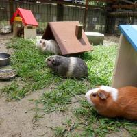 もっとモルモットと仲良くなろう！【東公園動物園】