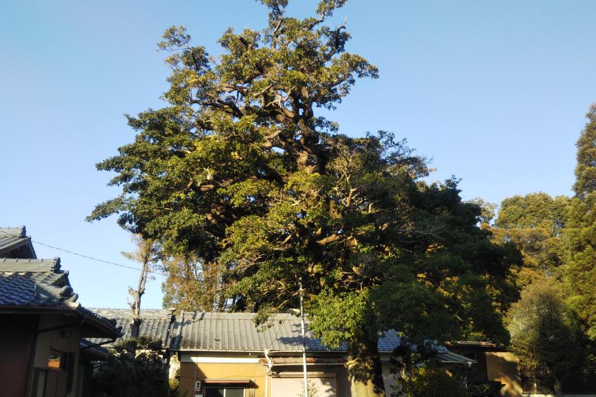 この名木は・・・コースの中で見つけてください♪