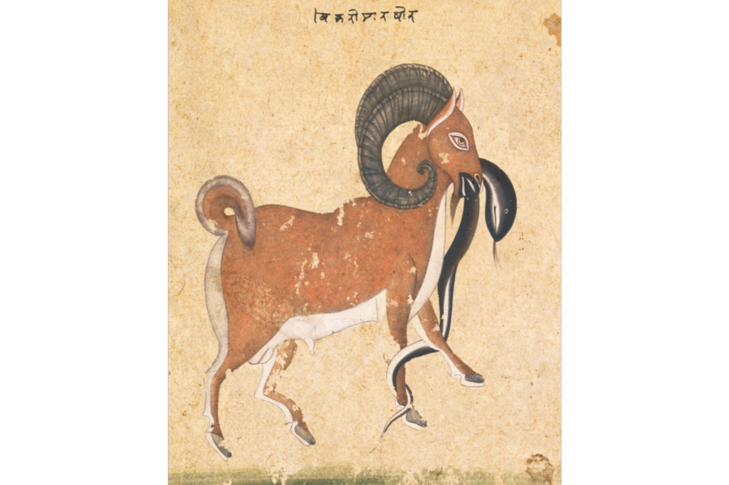 《蛇をくわえる山羊》（部分）－ゴルコンダ派－17世紀後期
