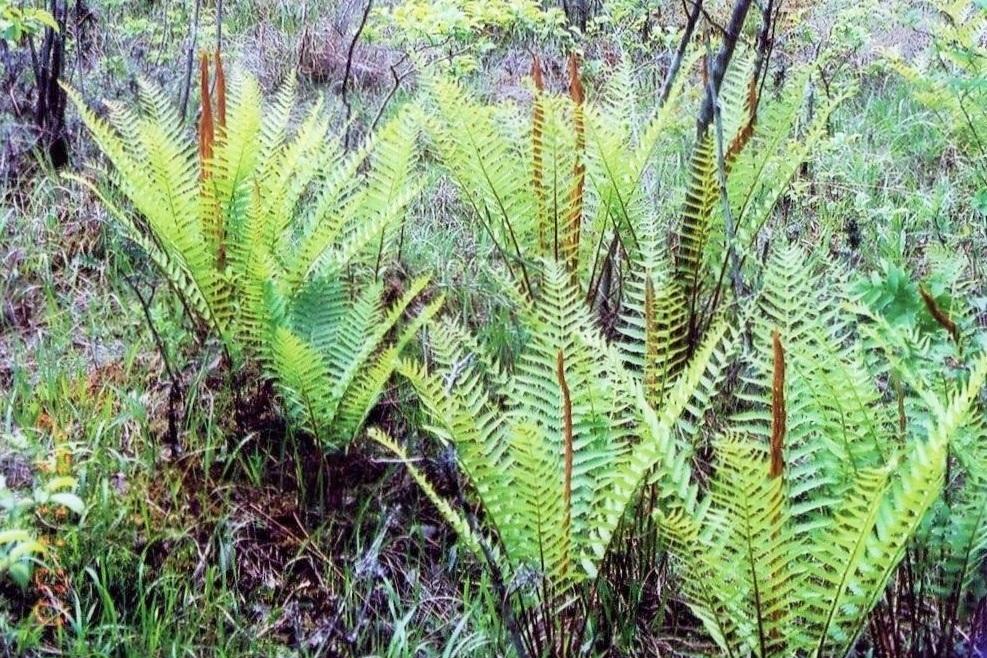 ヤマドリゼンマイ 動植物図鑑 水とみどりの森の駅 岡崎おでかけナビ 岡崎市観光協会公式サイト