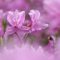 コバノミツバツツジ