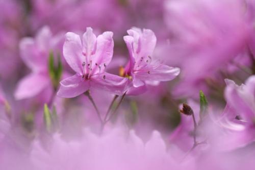 コバノミツバツツジ