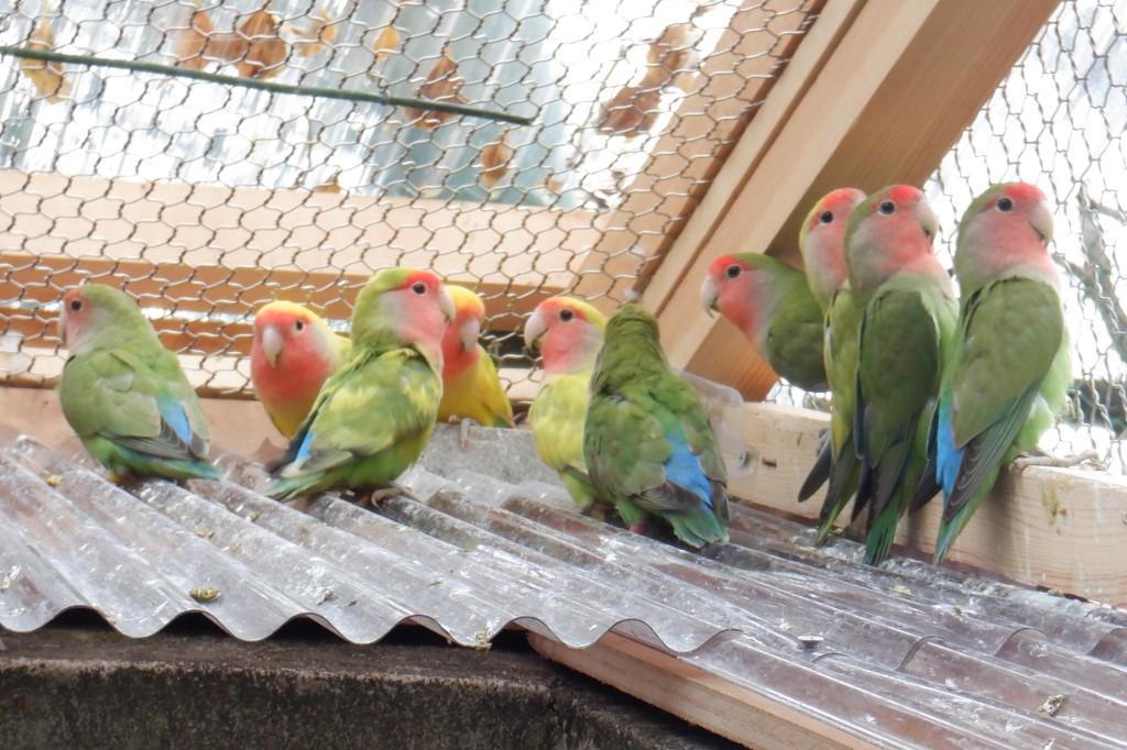 コザクラインコ｜動物図鑑｜岡崎おでかけナビ - 岡崎市観光協会公式サイト