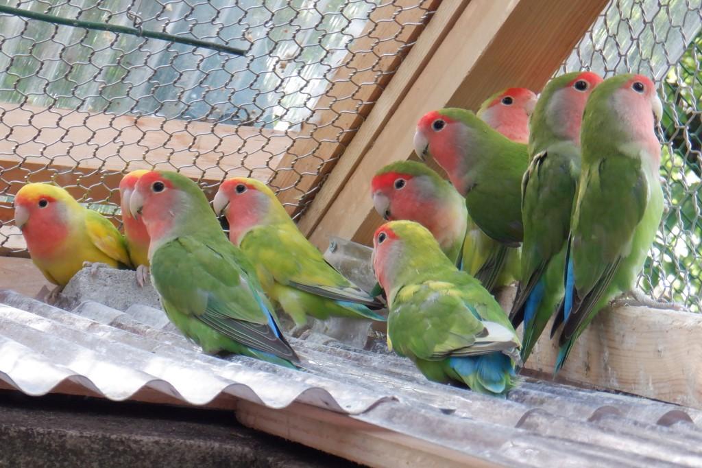 コザクラインコ｜動物図鑑｜岡崎おでかけナビ - 岡崎市観光協会公式サイト