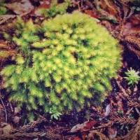 ヒノキゴケ