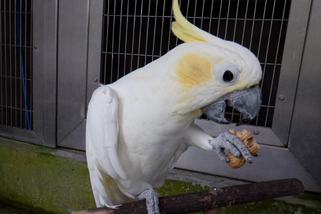 コバタン｜動物図鑑｜岡崎おでかけナビ - 岡崎市観光協会公式サイト