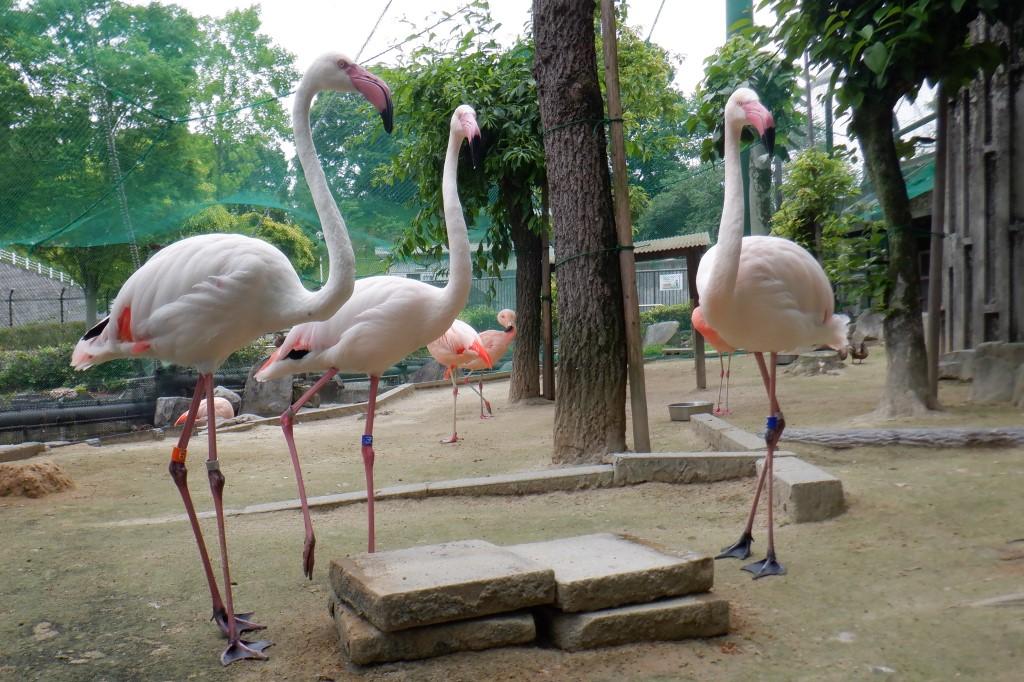 ヨーロッパフラミンゴ 動物図鑑 岡崎おでかけナビ 岡崎市観光協会公式サイト