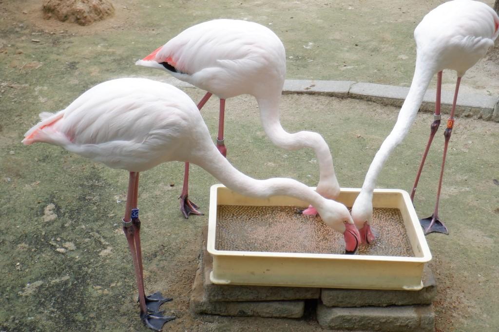 ヨーロッパフラミンゴ 動物図鑑 岡崎おでかけナビ 岡崎市観光協会公式サイト
