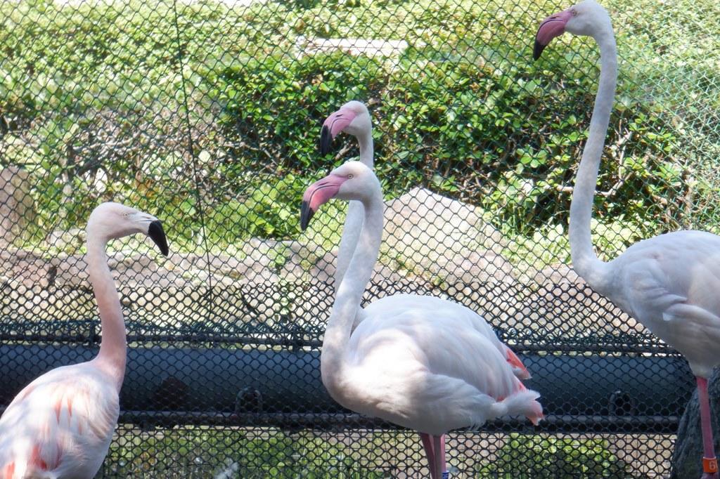 ヨーロッパフラミンゴ 動物図鑑 岡崎おでかけナビ 岡崎市観光協会公式サイト