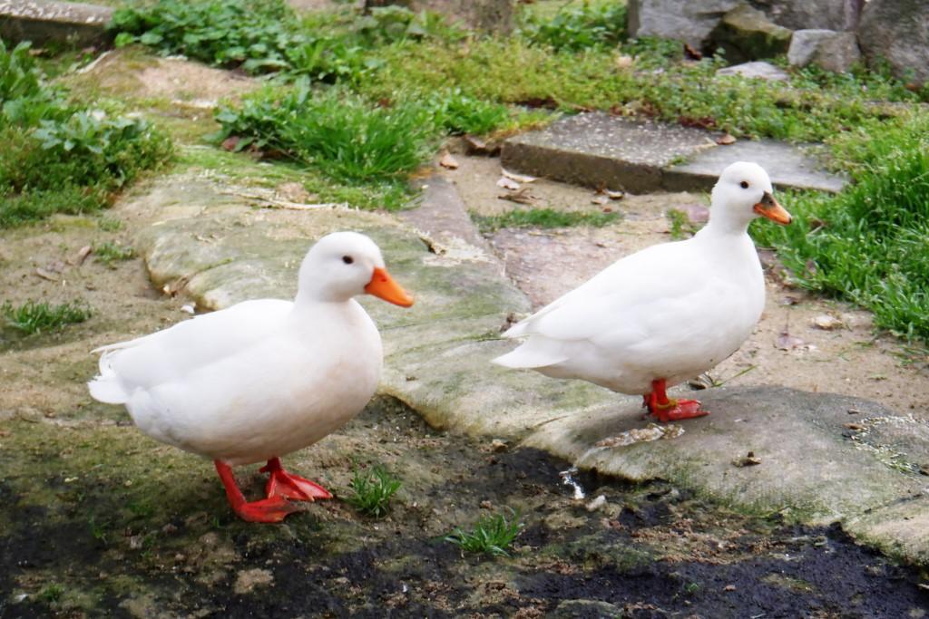 送料無料【水鳥•アヒル•コールダック用飼料】20kg 大特価 4951761482450.jpg