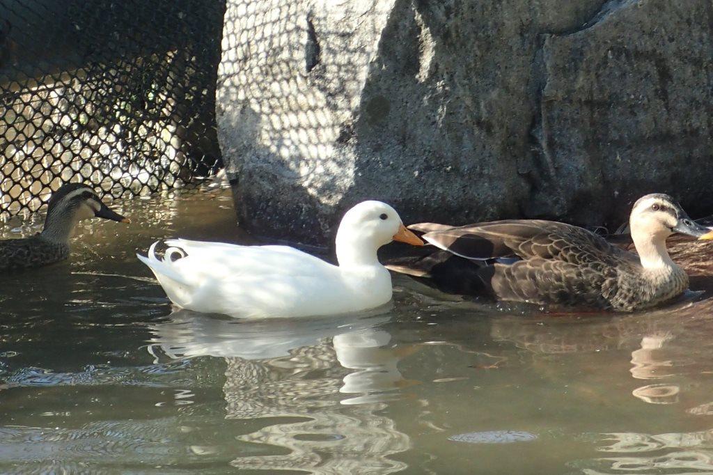 送料無料【水鳥•アヒル•コールダック用飼料】20kg 大特価 2025年最新】コールダック 餌の人気アイテム - メルカリ