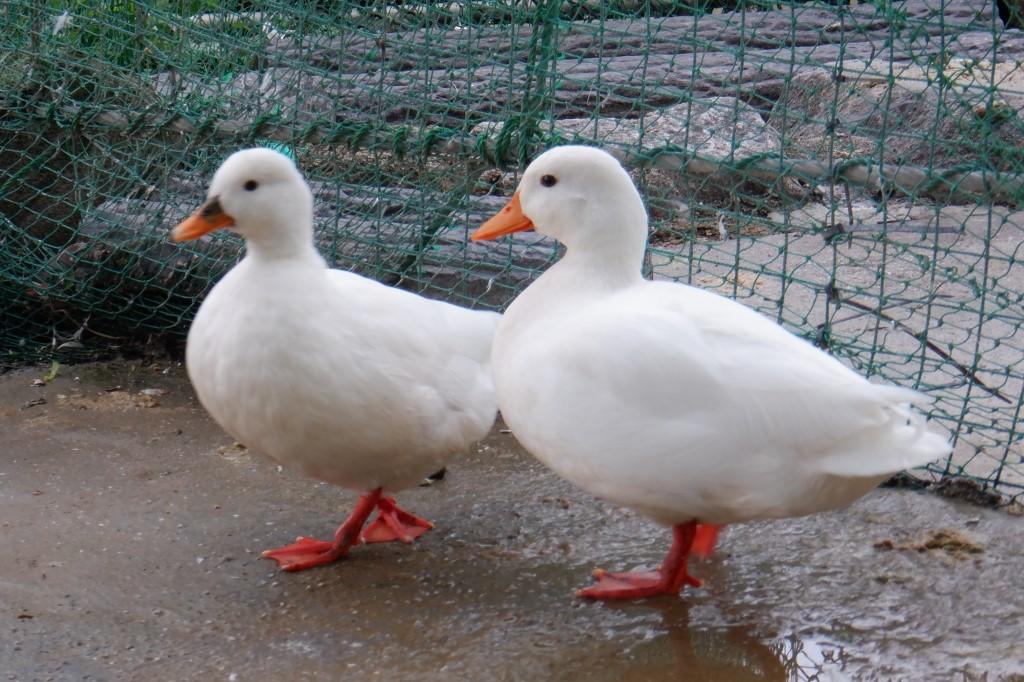 コールダック｜動物図鑑｜岡崎おでかけナビ - 岡崎市観光協会公式サイト