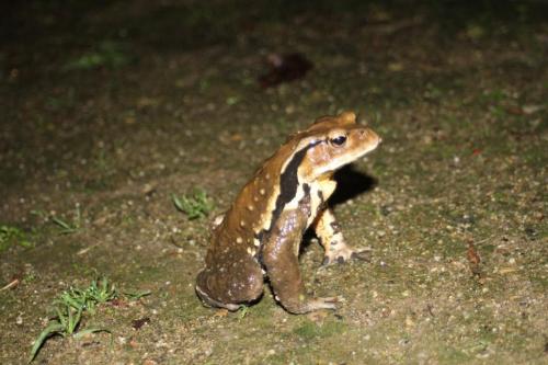 アズマヒキガエル