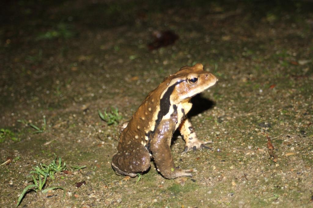 アズマヒキガエル 動植物図鑑 水とみどりの森の駅 岡崎おでかけナビ 岡崎市観光協会公式サイト