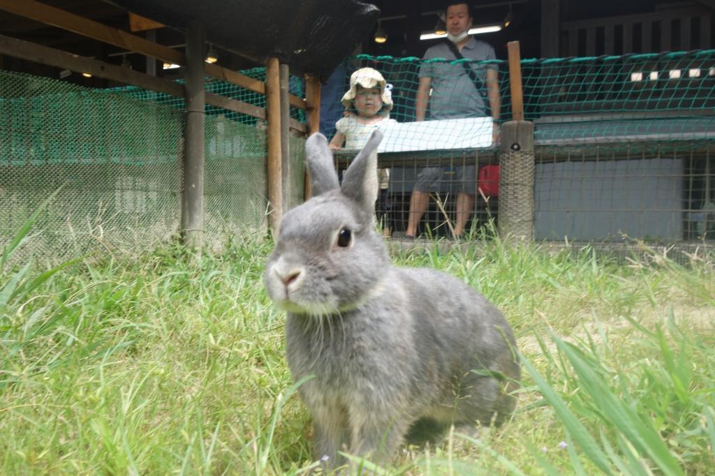 カイウサギ 動物図鑑 岡崎おでかけナビ 岡崎市観光協会公式サイト