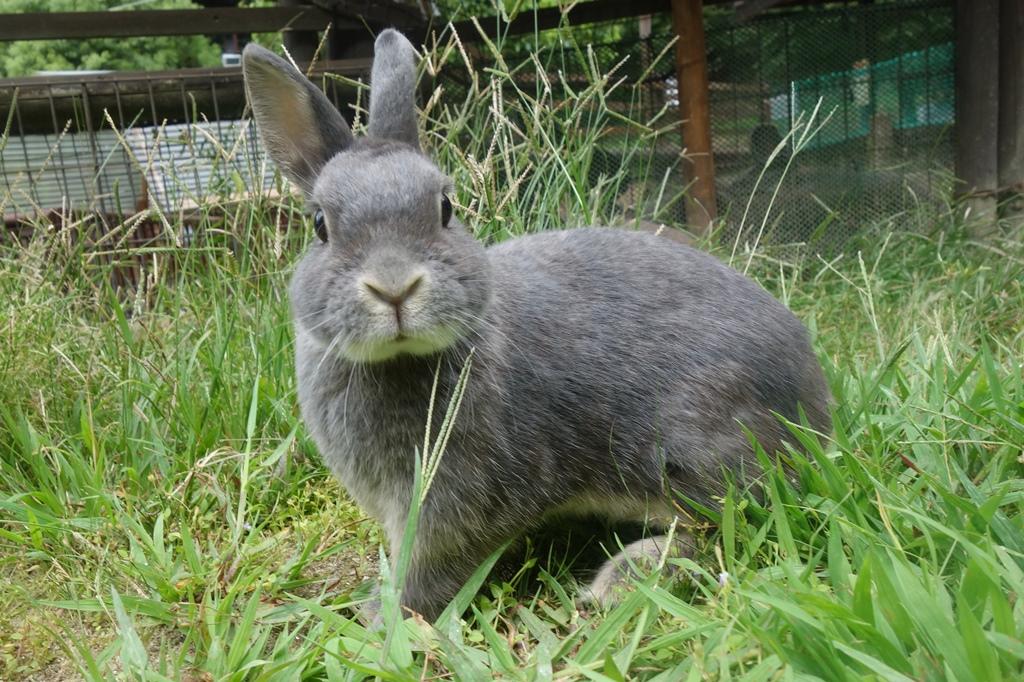 カイウサギ｜動物図鑑｜岡崎おでかけナビ - 岡崎市観光協会公式サイト