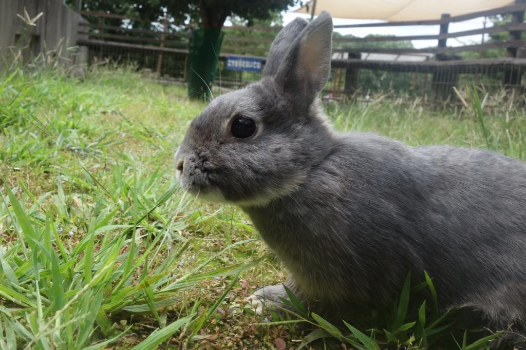 カイウサギ 動物図鑑 岡崎おでかけナビ 岡崎市観光協会公式サイト