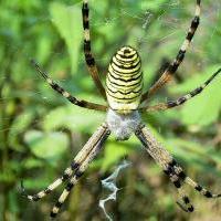 ナガコガネグモ