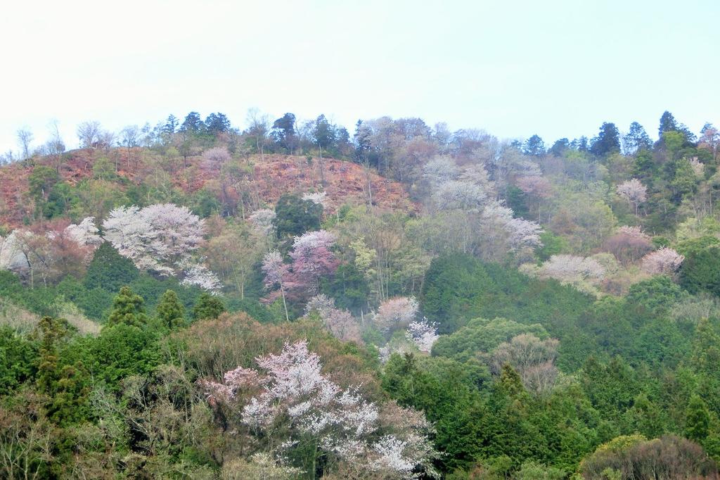 春になるとヤマザクラが咲き乱れます