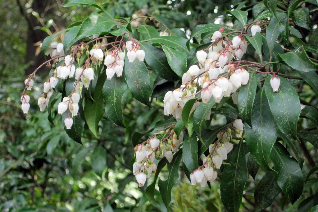 流線美。。特大天然アセビ。 流線美。。特大天然アセビ。