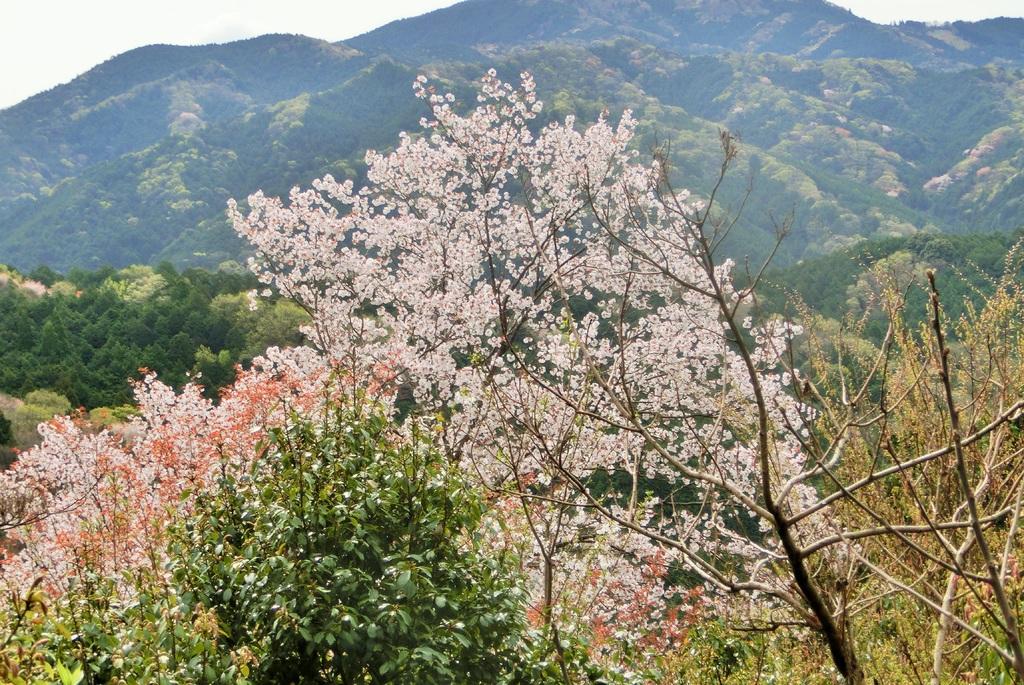 ヤマザクラ｜動植物図鑑｜水とみどりの森の駅｜岡崎おでかけナビ