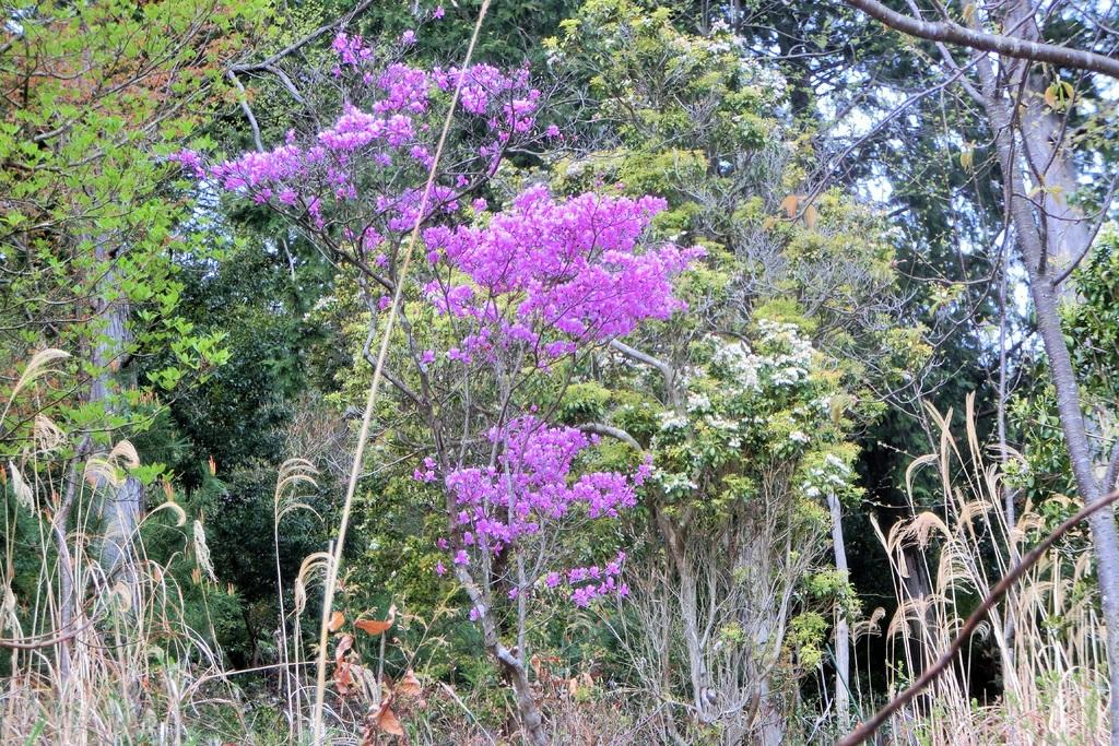 唯一。。特大の天然ミツバツツジ。 唯一。。特大の天然ミツバツツジ。