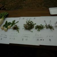 「春の七草をさがそう／植物観察会（愛知植物の会）」