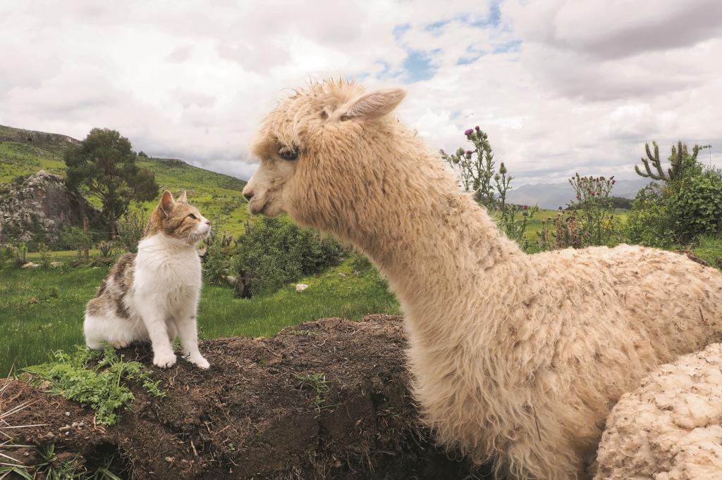 岩合光昭写真展 どうぶつ家族/ねこ科｜イベント｜岡崎おでかけナビ 