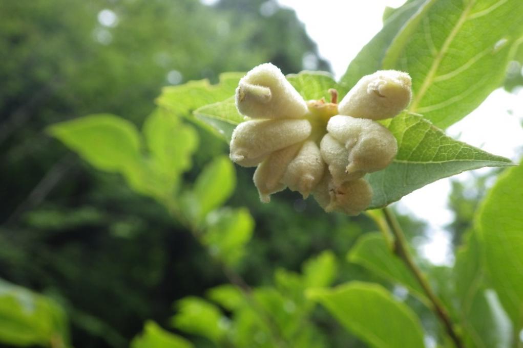 エゴノキの虫えい　ネコバスにみえます(=^・^=)